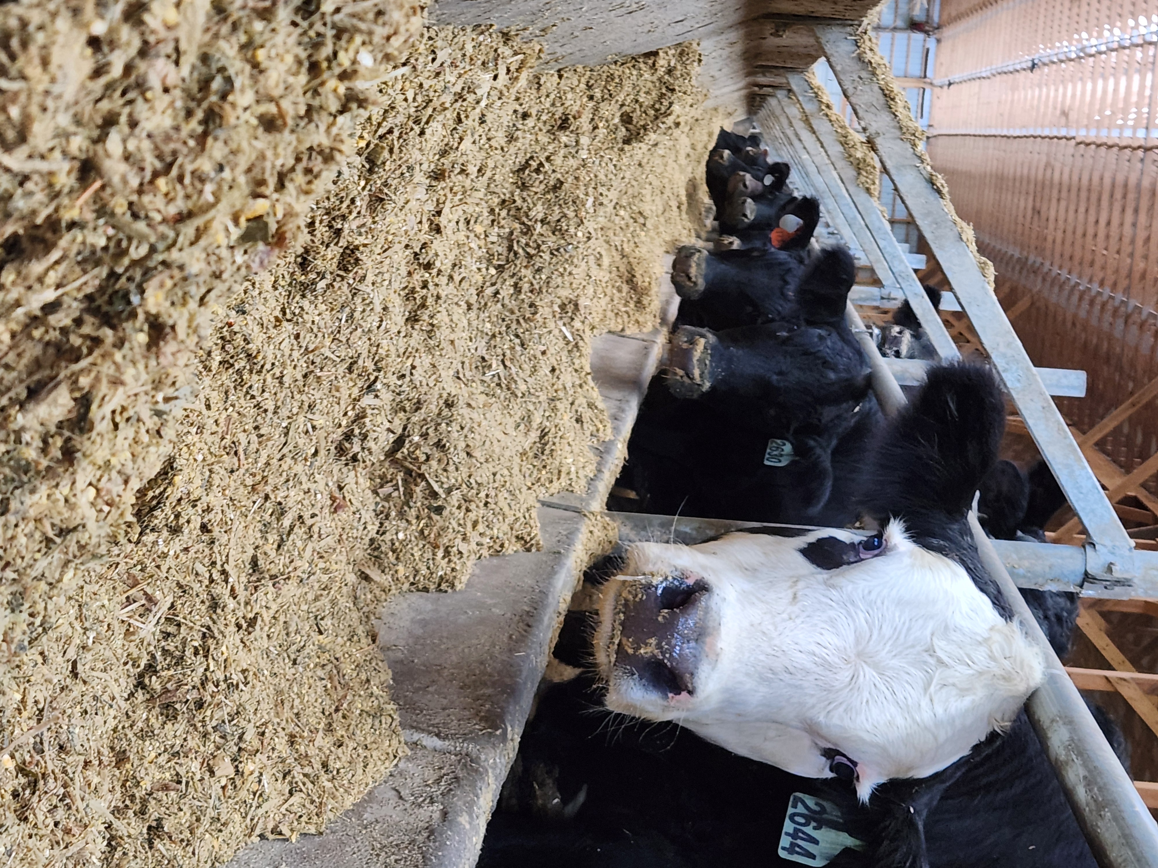 Steers at feed bunk