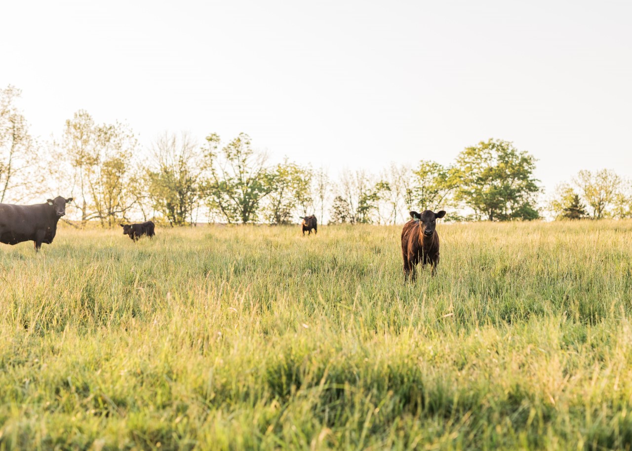 Steers on pastures